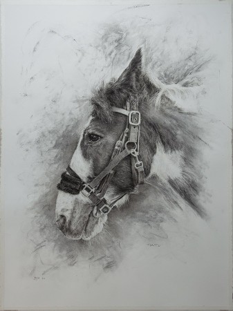 TONTO (Study) / <br />Charcoal on 100% cotton paper / <br />76 x 57 cm / 2020